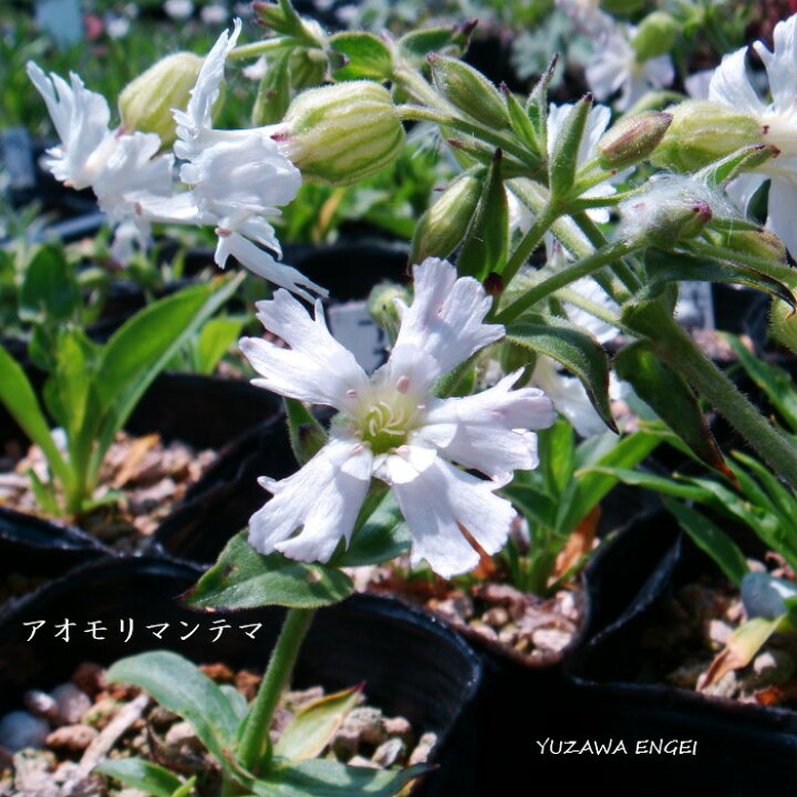 楽天市場 山野草 アオモリマンテマ 湯沢園芸 楽天市場店