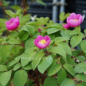楽天市場 芍薬 苗 開花時期春 の通販