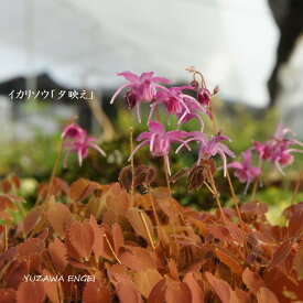 ［山野草］ イカリソウ「夕映」