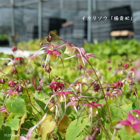 ［山野草］ イカリソウ「楊貴妃」