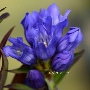 種 リンドウの人気商品 通販 価格比較 価格 Com