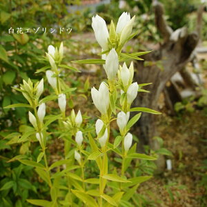 �m�R�쑐�n ���ԃG�]�����h�E