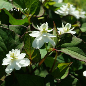 苗 ドクダミの人気商品 通販 価格比較 価格 Com