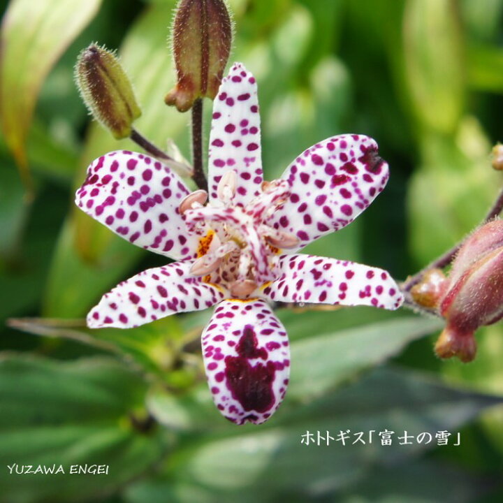 楽天市場 山野草 ホトトギス 富士の雪 湯沢園芸 楽天市場店 楽天市場 山野草 ホトトギス 富士の雪 湯沢園芸 楽天市場店