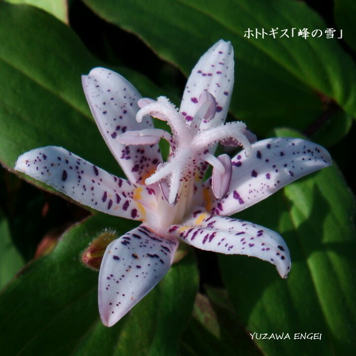 楽天市場 山野草 ホトトギス 峰の雪 湯沢園芸 楽天市場店 楽天市場 山野草 ホトトギス 峰の雪 湯沢園芸 楽天市場店