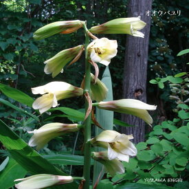 楽天市場 オオウバユリの通販