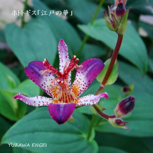 mR쑐nzggMXu]˂̉؁v