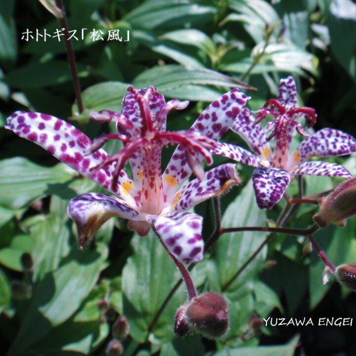 楽天市場 山野草 ホトトギス 松風 湯沢園芸 楽天市場店 楽天市場 山野草 ホトトギス 松風 湯沢園芸 楽天市場店