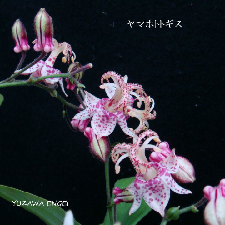 楽天市場 山野草 ヤマホトトギス 湯沢園芸 楽天市場店 楽天市場 山野草 ヤマホトトギス 湯沢園芸 楽天市場店