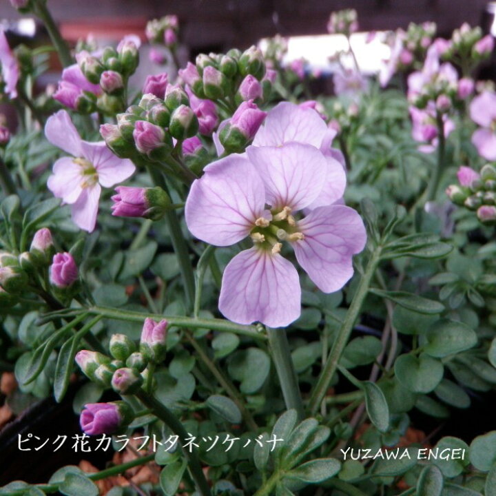 楽天市場 山野草 ピンク花カラフトタネツケバナ 湯沢園芸 楽天市場店