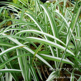 楽天市場 山野草 斑入りの通販