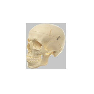 ͌^Human Model W͌^ 3 17.5cm×14.1cmATCY51.2cm 800g QS7 \\