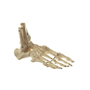 ͌^Human Model ֐ߖ͌^ 25×17×33×s15cm 800g QS23ST \\