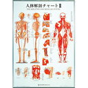 楽天市場 鍼灸 整体 模型 ポスター 元気爽快