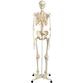 人体模型 人体骨格モデルA10 高さ170cm 3B Scientific