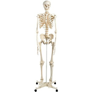 l̖͌^ l̍ifA10 170cm 3B Scientific