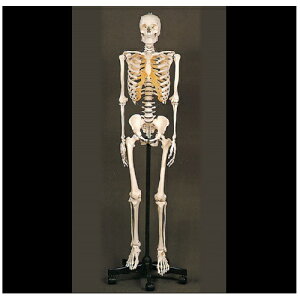g卜i͌^(j) W38×D38×H184({170)cm 10.4kg QS10/1 \\
