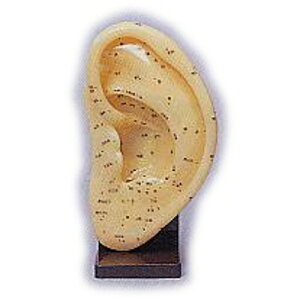 l̖͌^ ͌^ (22cm×12cm) ^t[C^[iVi