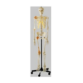 模型Human Model 等身大骨格模型 靭帯付 高さ180cm(本体170cm)×幅55cm×奥行55cm 11.2kg QS10/6 ソムソ