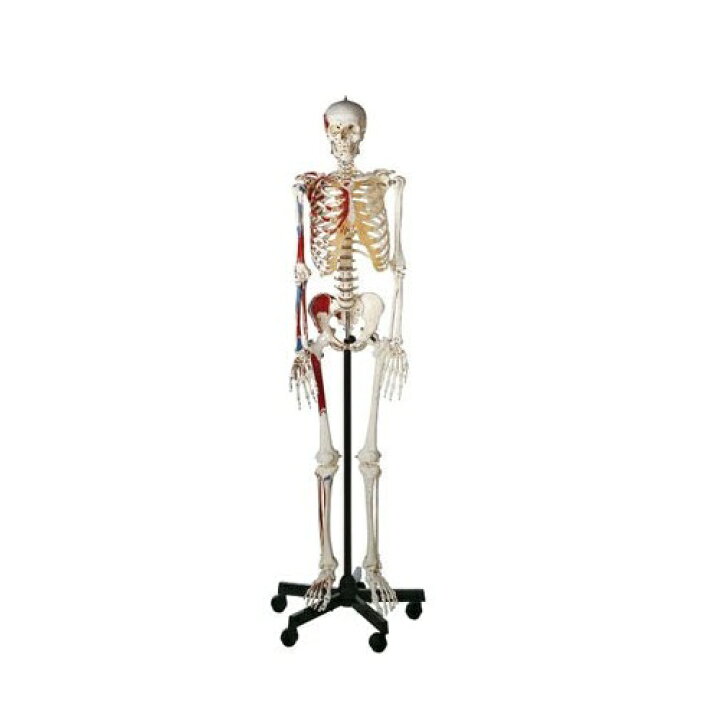 楽天市場】模型Human Model 等身大骨格模型 筋肉彩色付 高さ180cm(本体 