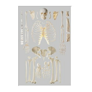 ͌^Human Model i͌^ Sg 26cm×50cm×s31cm 8.75kg QS40/1 \\