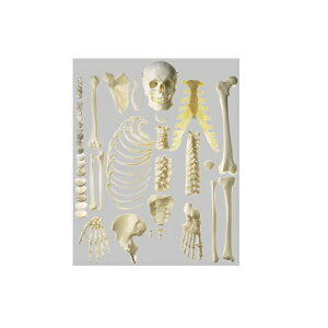 ͌^Human Model i͌^ g 26cm×50cm×s31cm 5.5kg QS41/1 \\