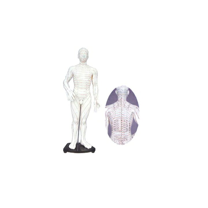 楽天市場】模型Human Model 長田式デルマトーム人形 高さ約50cm 