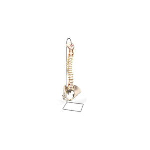 ͌^Human Model Ғ325^fAՎdl 74cm 1.8kg A58/4 3B Scientific
