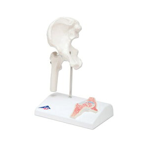 ͌^Human Model ~j֐߃f Ҋ֐ A84/1 3B Scientific