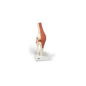 ͌^Human Model G֐߁A@\f A82 3B Scientific