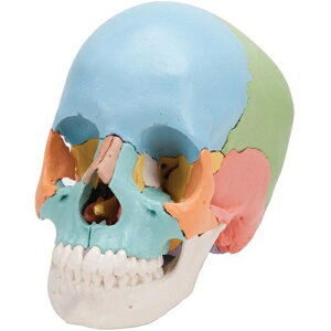 ͌^Human Model W22LbgE}`J[dl 21×14×16cm 0.7kg A291 3B Scientific