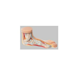 ͌^Human Model O͌^ 13cm×25cm×s10cm 430g NS5 \\