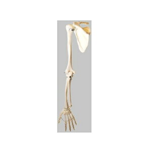 ͌^Human Model ㎈͌^ 88cm 660g QS14 \\