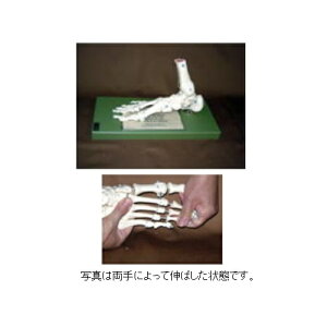 ͌^Human Model ֐ߖ͌^ ewȎ 25cm×17cm×33cm×s15cm 800g QS23ST \\