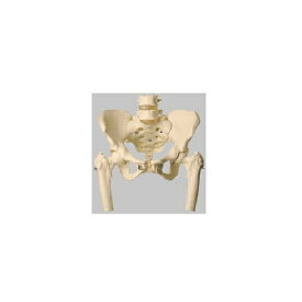 模型Human Model 男性骨盤模型 高さ36cm×幅39cm×奥行26cm 2.5kg QS16+27 ソムソ