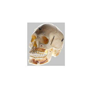 ͌^Human Model fp W͌^ 10 18cm×13.1cmATCY50.4cm 1kg QS8/11 \\