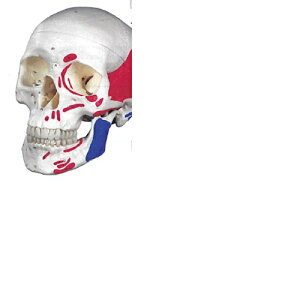yË@z l̖͌^ Wf 3DTCGeBtBbNX A23 20×13.5×15.5cm 0.7kg