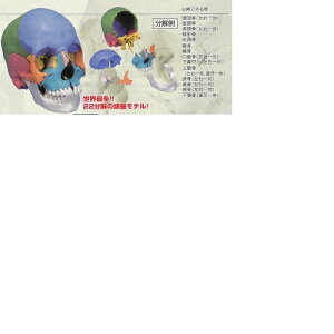 yË@z l̖͌^ Wf 3DTCGeBtBbNX A291 21×14×16cm 0.7kg