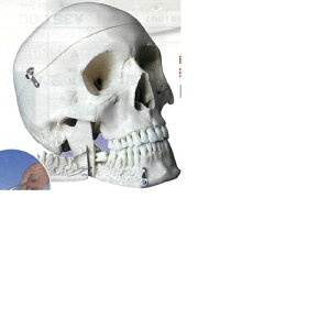 yË@z l̖͌^ Wf 3DTCGeBtBbNX W10532 22×13.5×17cm 0.8kg
