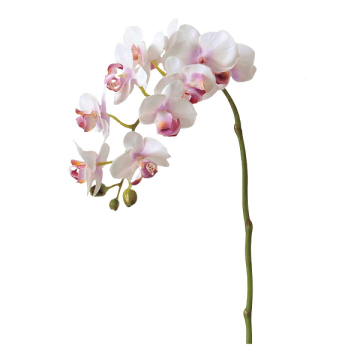 楽天市場 造花 シルクフラワー コチョウラン 10 つぼみ 3 ライトラベンダー A 016 Asca アスカ商会 手芸と生地の ユザワヤ２号館