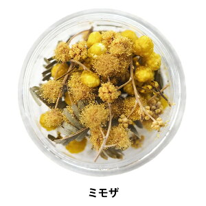 Wޗ wMimoza ~Ux SMint GX~g