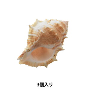 ANZT[f wVFp[c GXsm[T 064x