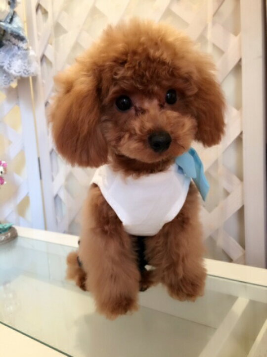 サングラス ヘアピン パピヨン 小型犬用 トイプードル