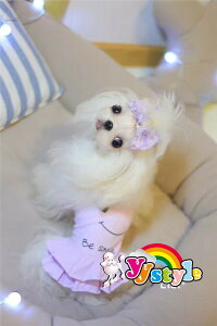 V쁚؂₩ȃX}CL~s[X3FWJ􏬌^pZ[ gCv[h ps ` [L[ tĐV EFA  