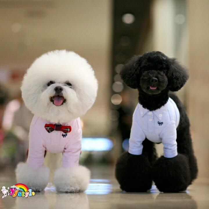 楽天市場】送料無料 豪華なタキシード5点セット 犬服 犬 タキシード  