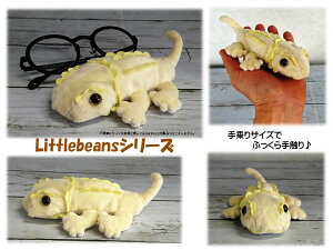 Little Beans フトアゴヒゲトカゲ