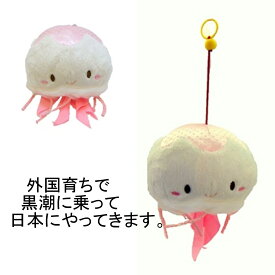 jellyfish　オキクラゲ