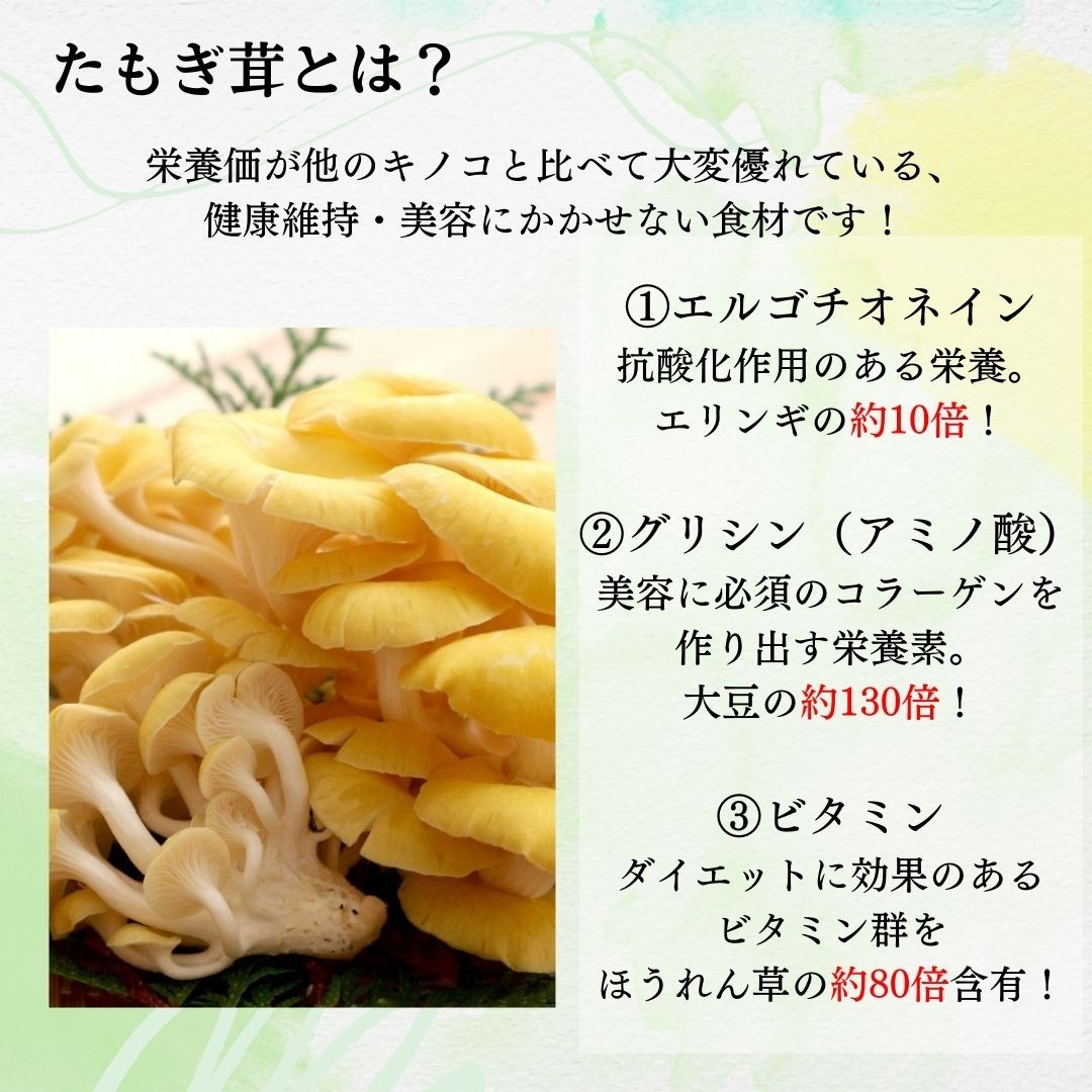 【楽天市場】北海道産 乾燥たもぎ茸33ｇ 送料無料 お取り寄せ