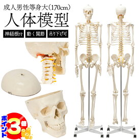 【ポイント3倍：マラソン期間限定】 【国際規格認証品】 等身大 人体模型 骨格模型 170cm キャスター付 フック付き 吊り下げ 神経根付 人体 模型 人体骨格模型 全身骨格標本 全身模型 骨格標本 整体学習用 教育用 医療用 整体院 授業用 展示用 可動関節 大学 研究室 病院
