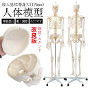 【国際規格認証品】頭部・スタンド新改良版 等身大 人体模型 骨格模型 170cm キャスター付 フック付き 吊り下げ 神経…